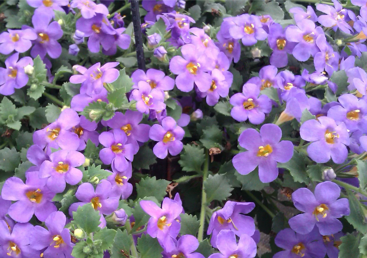 Trailing Bacopa