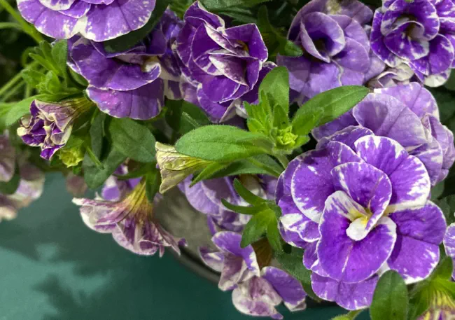 A Gardeners Guide to Calibrachoa: The Mighty Mini Petunia