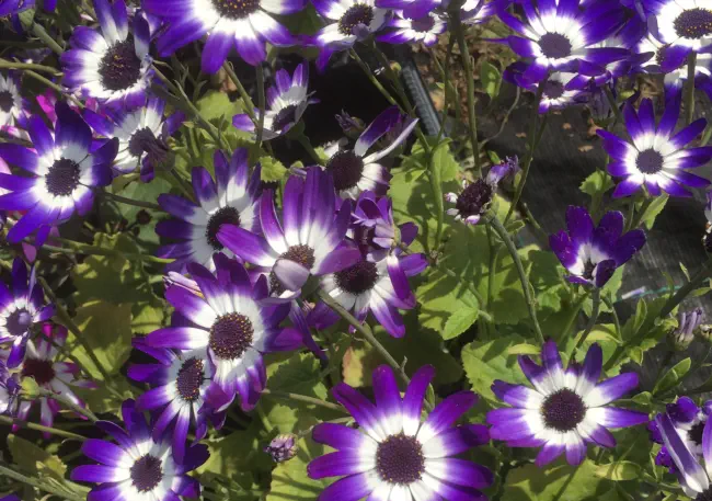 Senetti